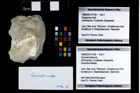 Foto (Objekt + Etikett) von Goniodromites sp.  (NHMW-GEO-1990-0041-3156)